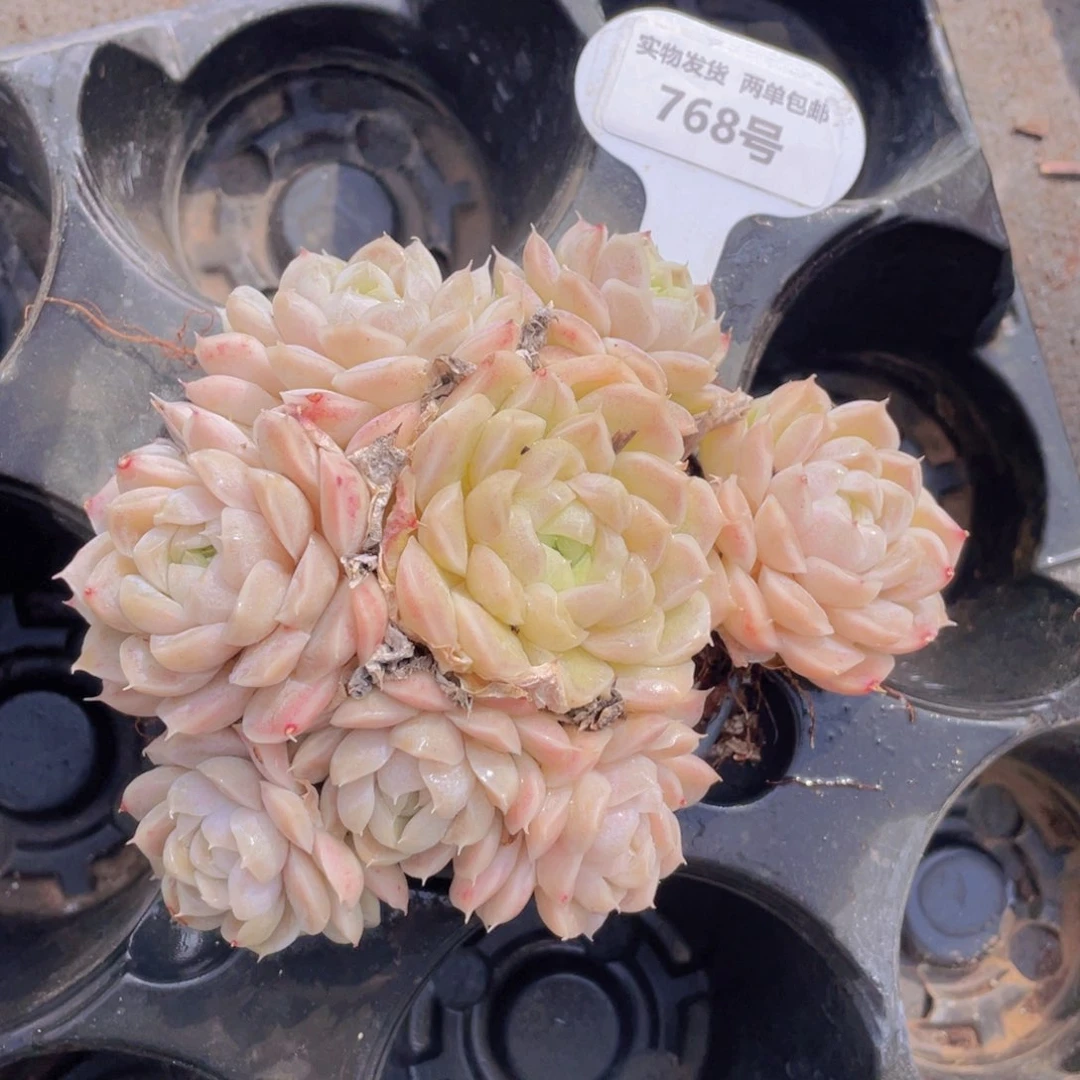 768号粉透麦秆母本大群生一个不包整