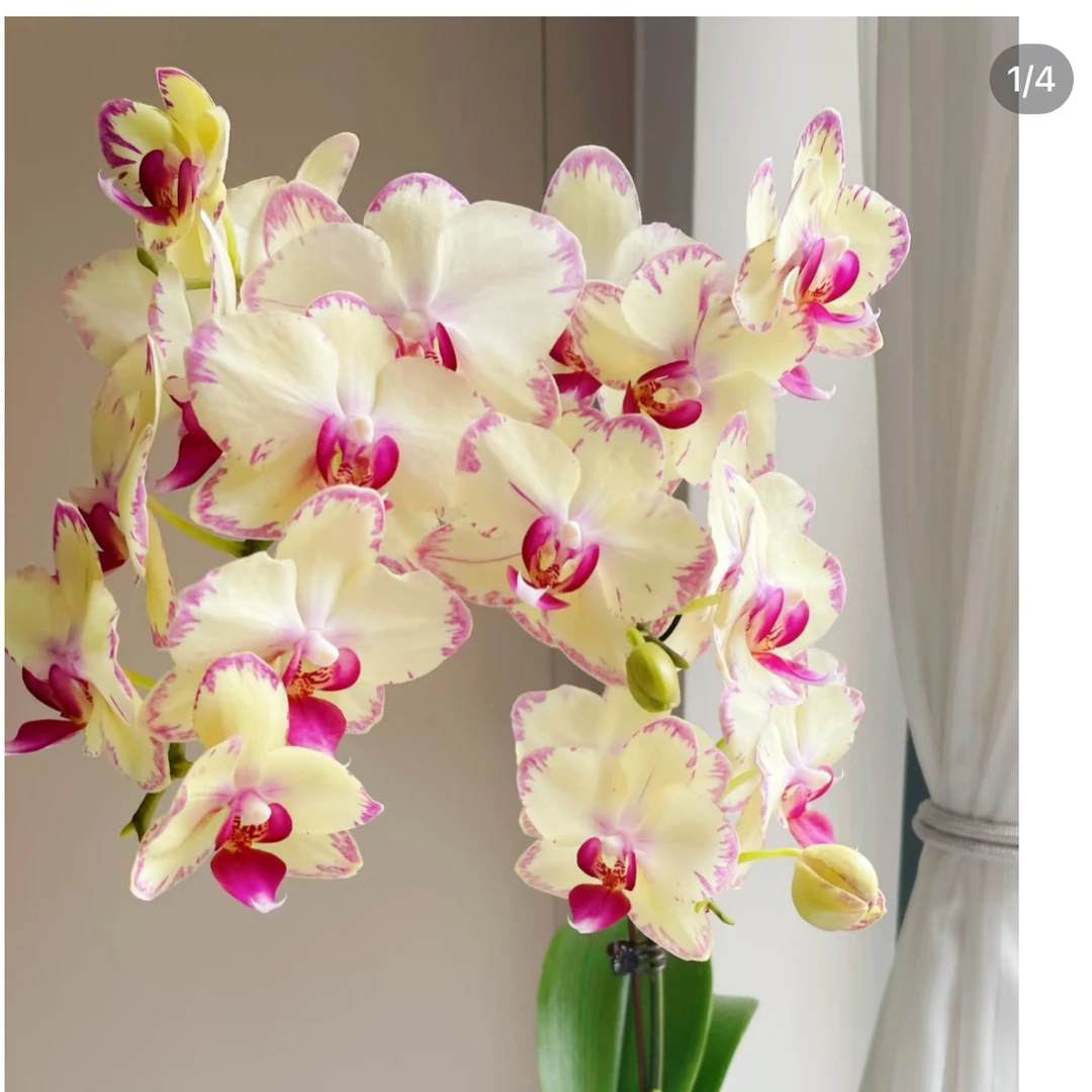 绿闪电3.0寸杯双剑苗