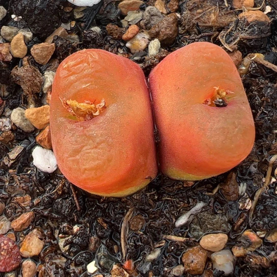 752多肉植物纤维