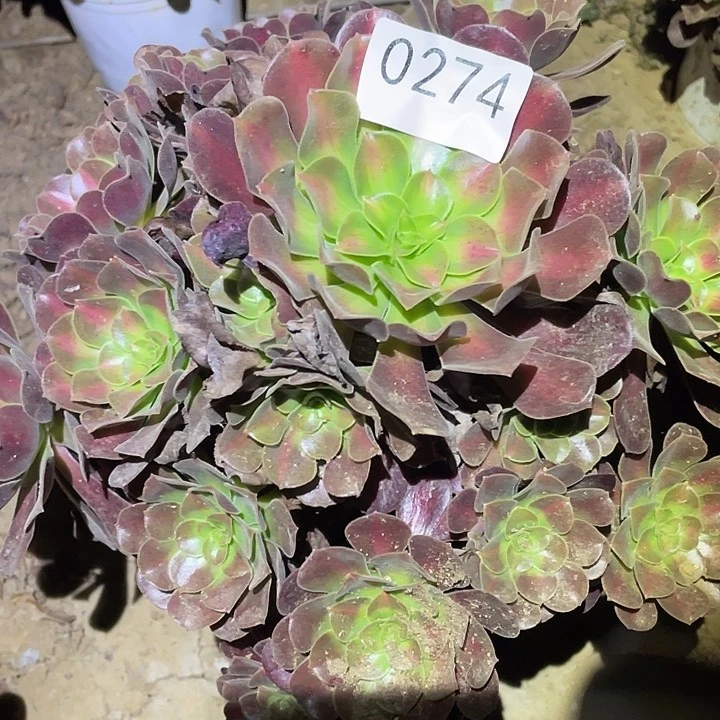 多肉植物法师274花呐