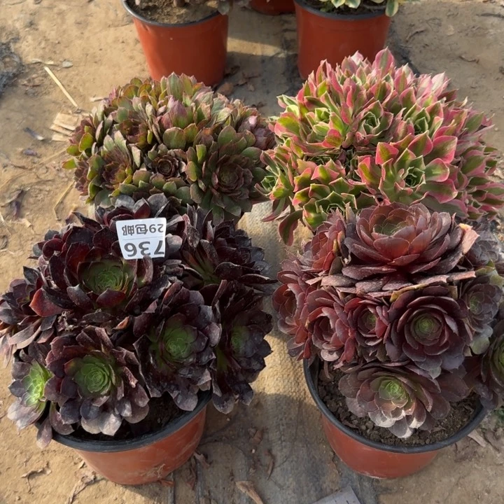 爱*4颗……多肉植物……