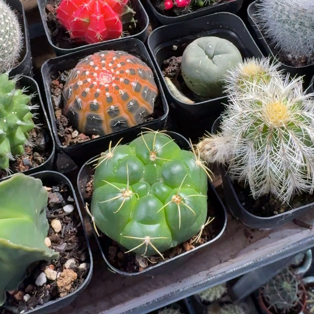 海王仙人球5㎝盆单头