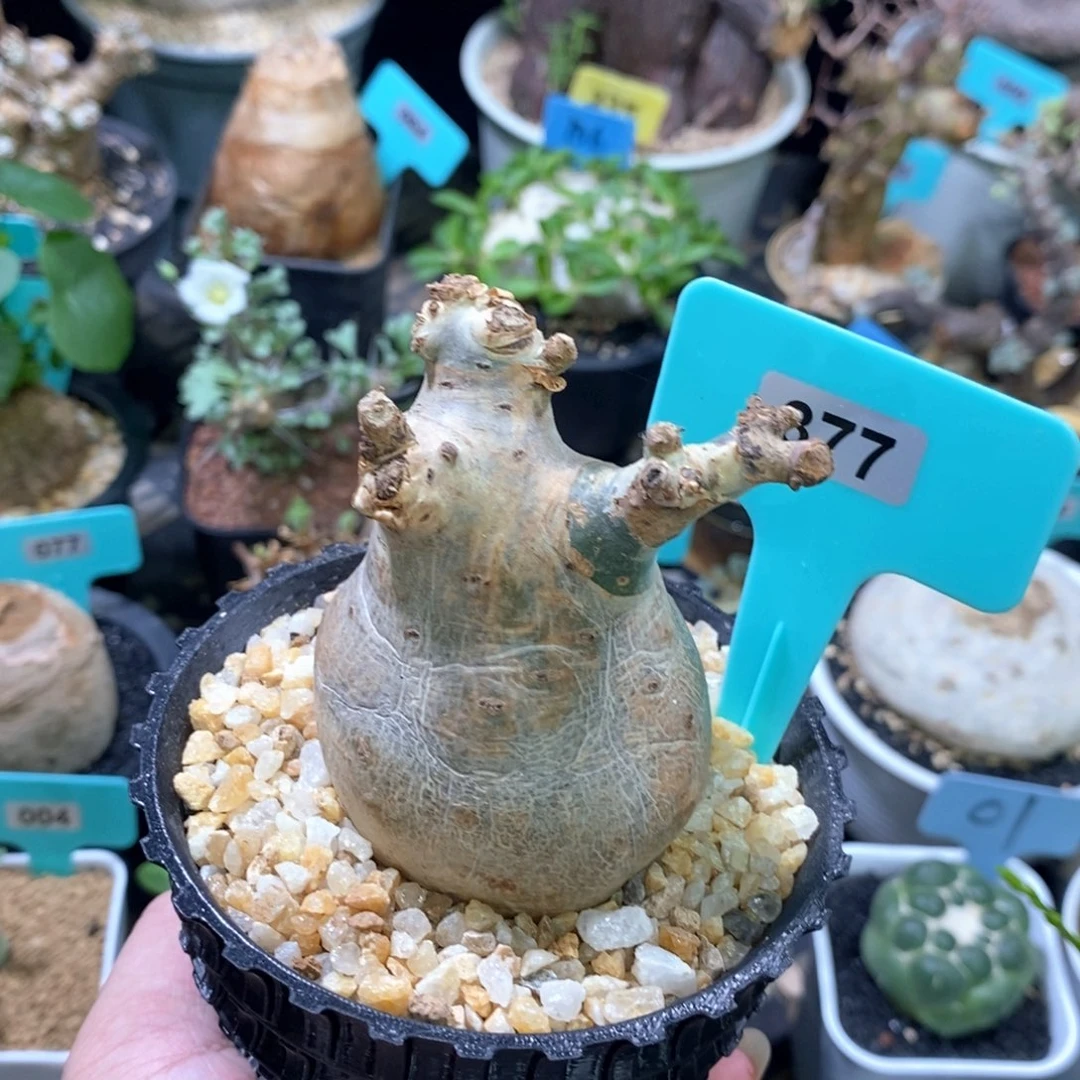 索马里碎叶葡萄翁