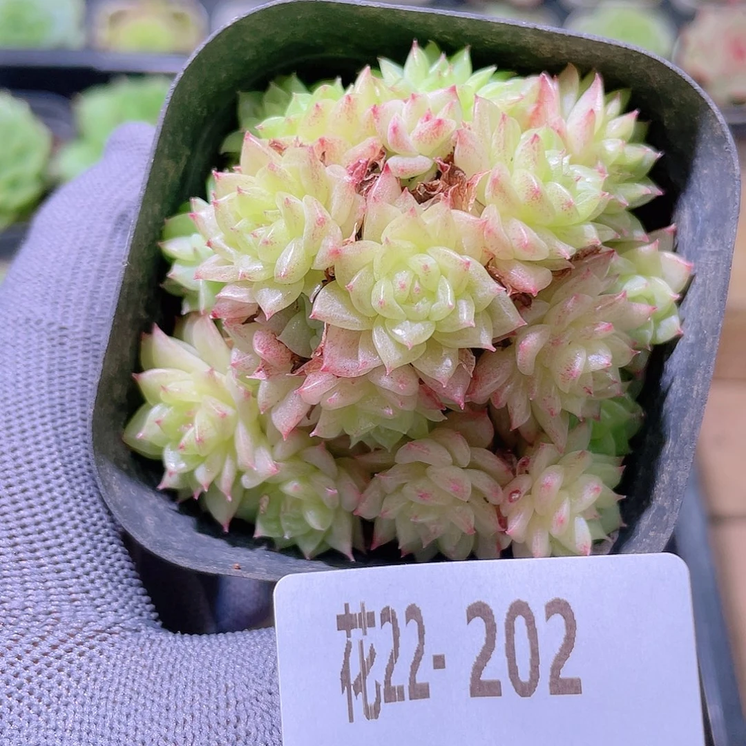 花利美22-202麦秆群