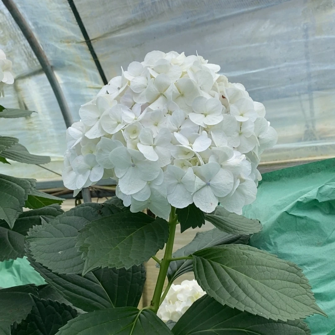 316号绣球/有色差介意勿拍/3单冷链包邮/偏远补运费发德邦