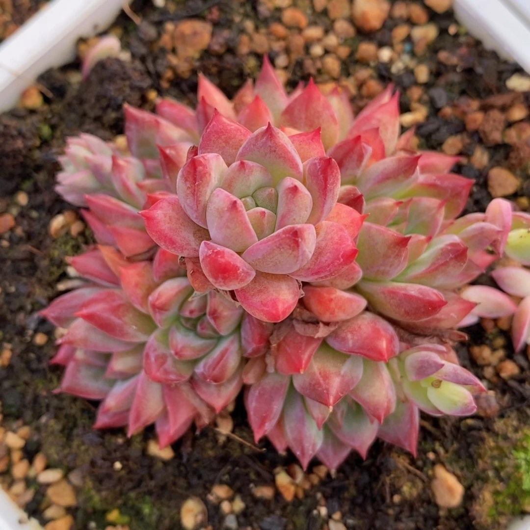 端午快乐炸不停一物一拍精品多肉_501