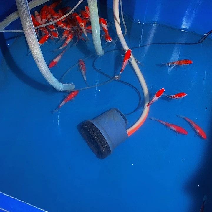 阿***微锦鲤锦鲤活鱼开箱包活