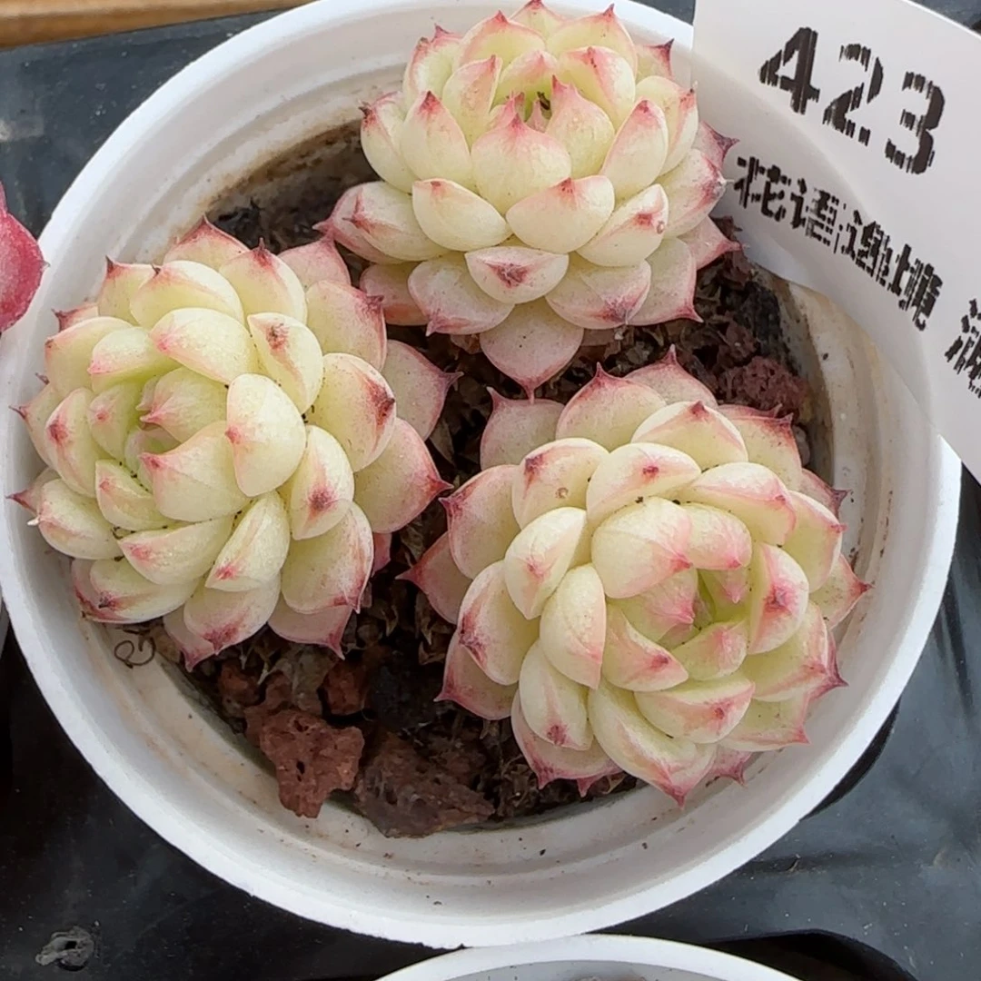 花语逸境0213-423