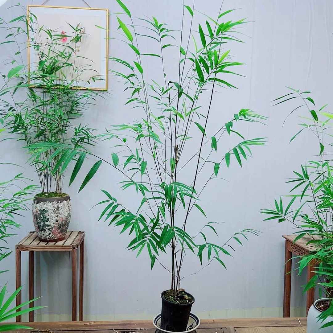 不开花植物内门竹