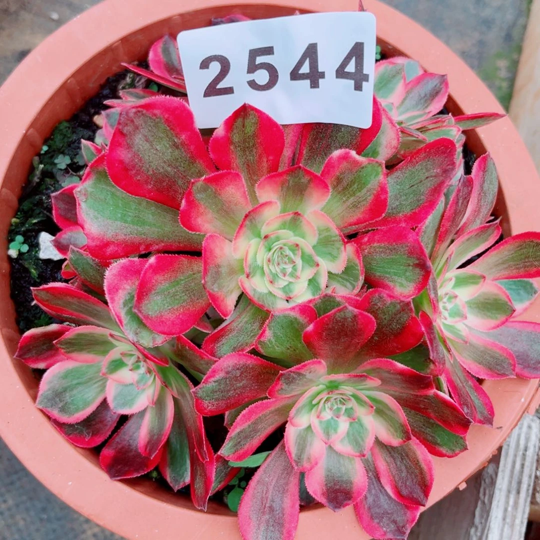 新品赤子心多肉发货