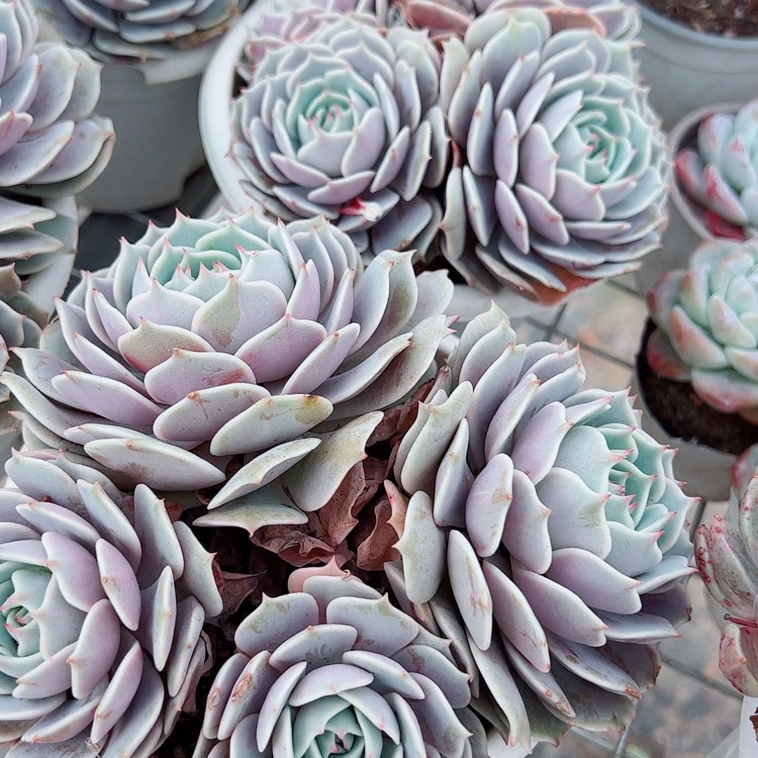 露娜莲多头群生精品