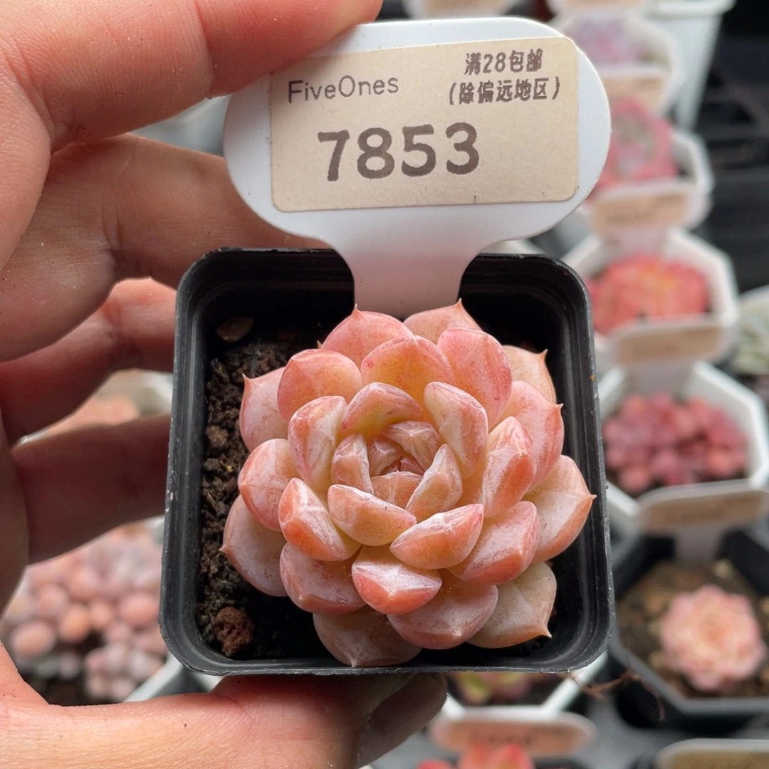 冰魄7853-4.5厘米