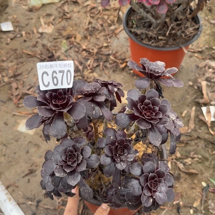 魔法……多肉植物……