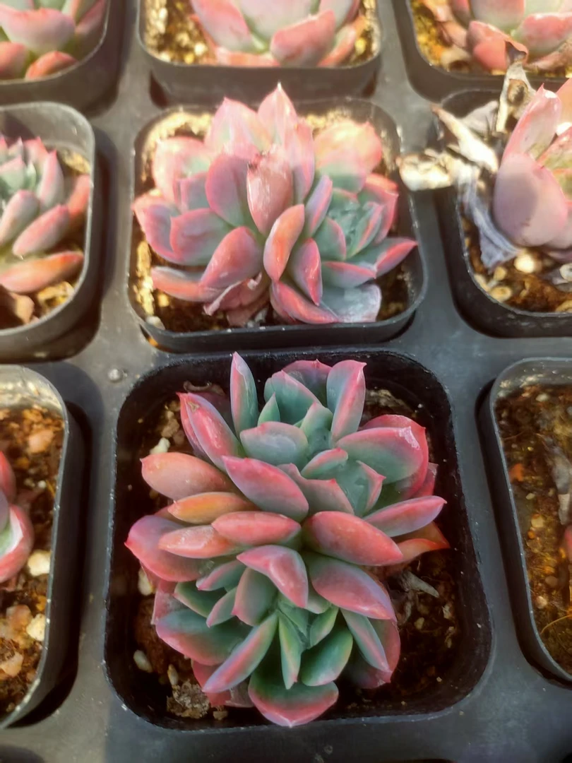 绮罗，艾伦，晚霞，洛可可，多肉植物4种