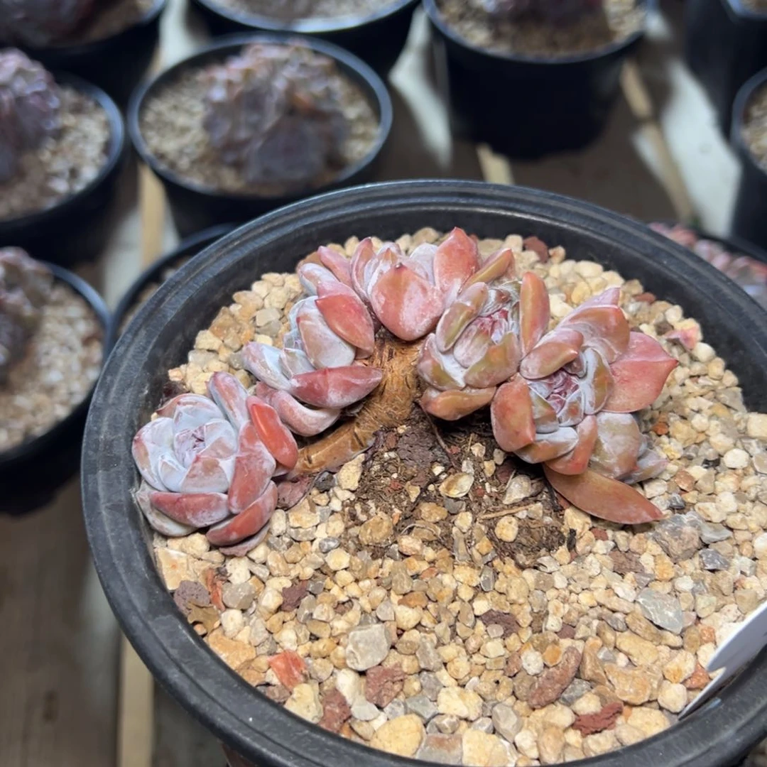 六头一字飘粗腿小脸