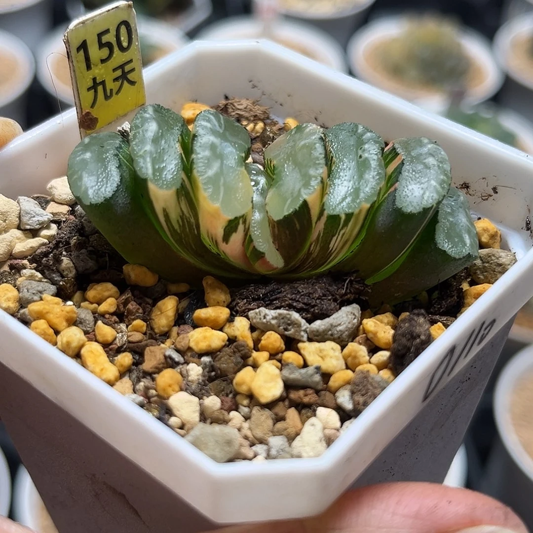 150赤斑玉扇锦福利福利