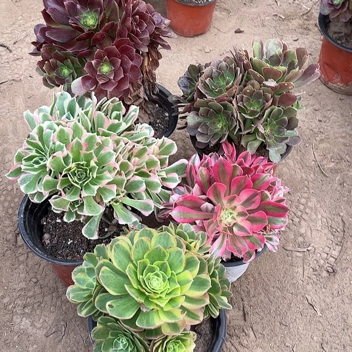 214多肉植物组合，