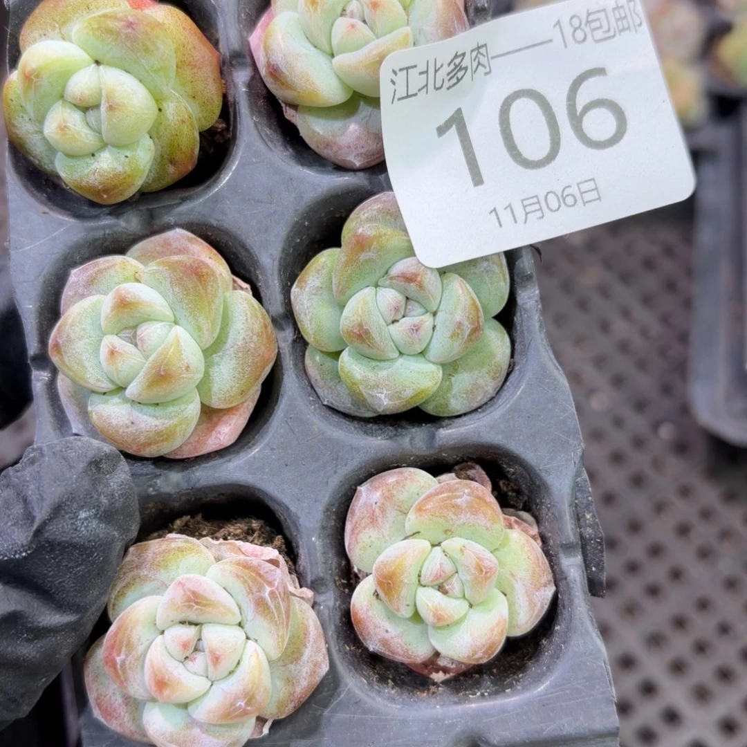 106 号一物一拍到手1筐