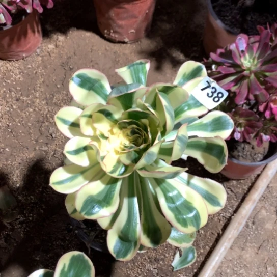 738法师多肉植物燕姿