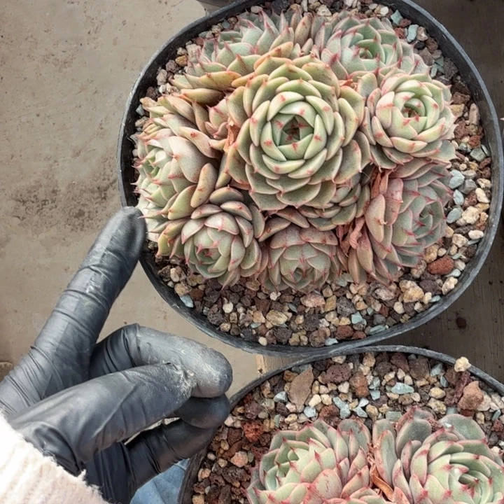 开***洋13厘米左右一物一拍的的笨吧