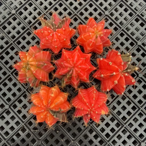 仙人球仙人掌多肉植物综合链接