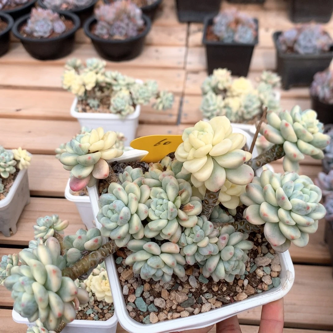 20厘米有砍劳尔锦 特价 60