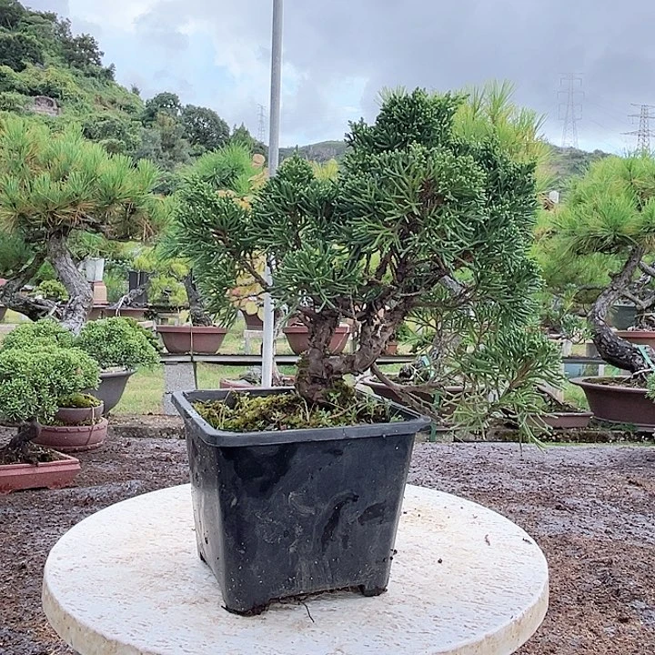 无花朵济州真柏黑盆发货