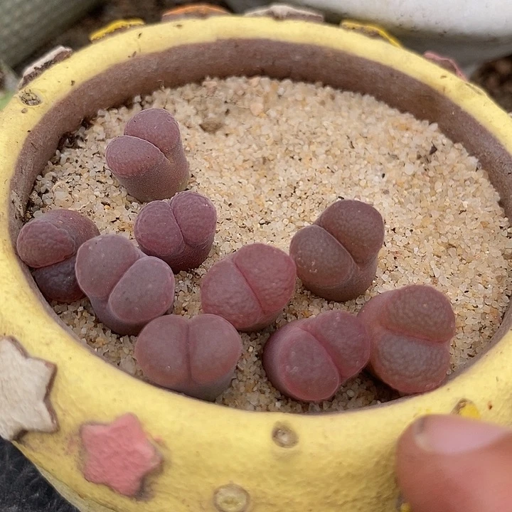 25530超级萝莉风铃一颗