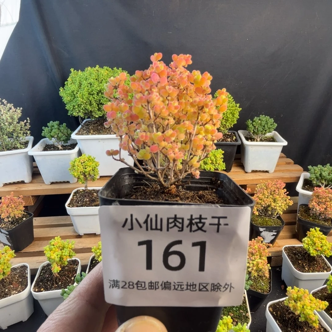 161枝干番杏彩蜜橘