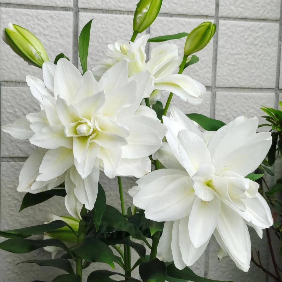 多年生【雪莲】14/16周长耐寒好养重瓣香水百合种球阳台庭院种