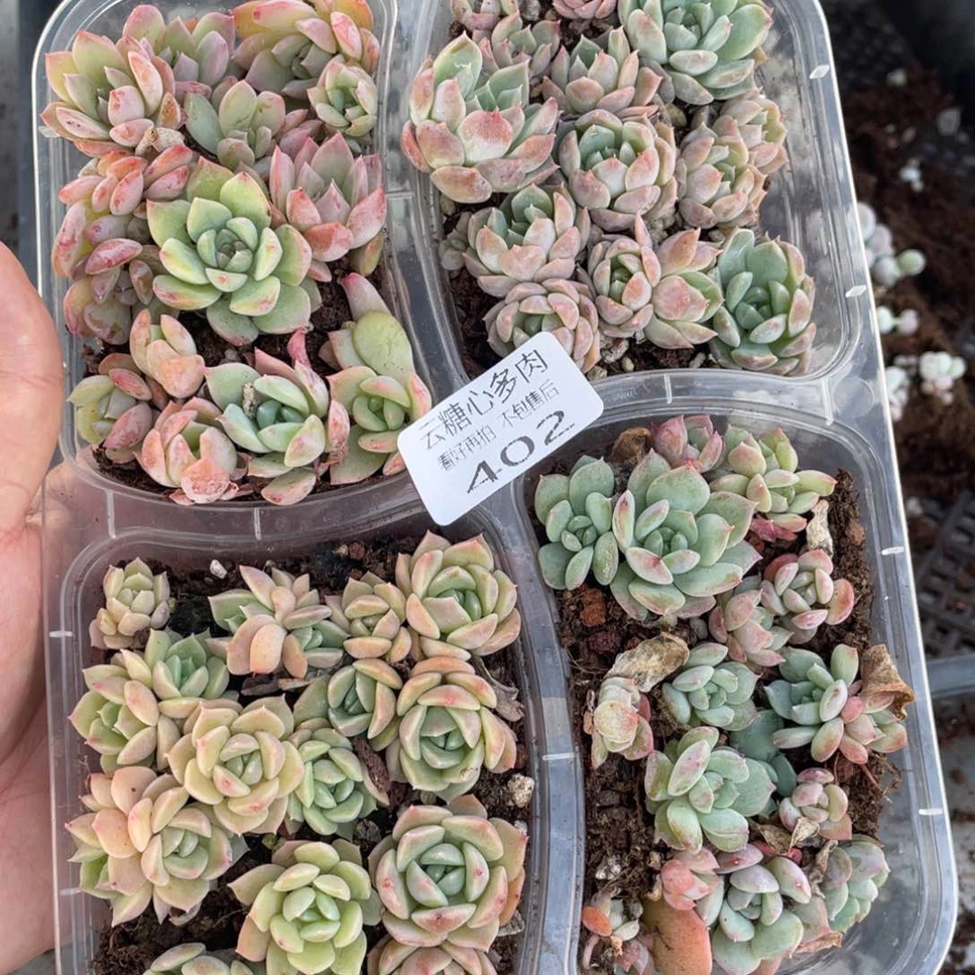 云糖心多肉植物402