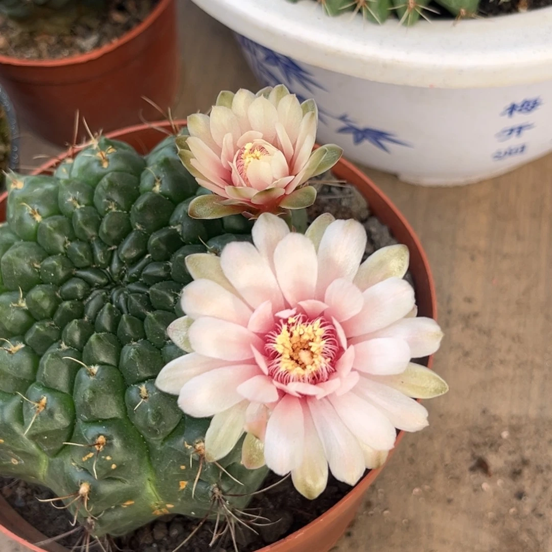 梦***月实生绯花玉仙人球2