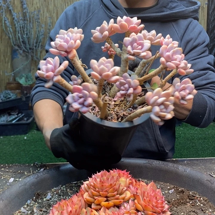 子***萱234号赛西施多肉植物