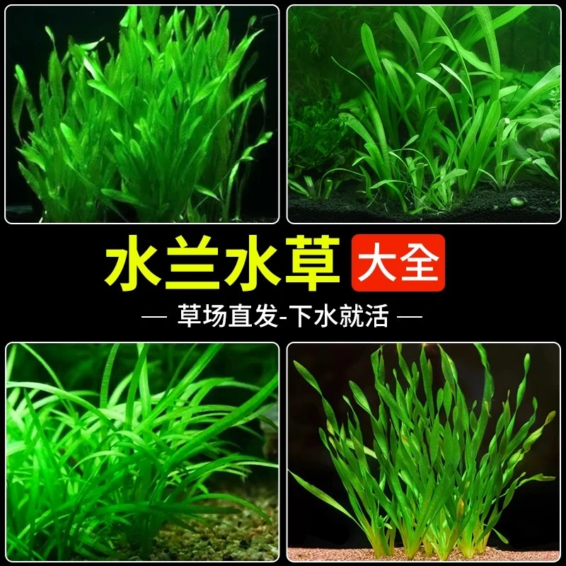 水兰水草植物鱼缸大小细叶扭兰古法养鱼阴性水草草缸水培植物造景
