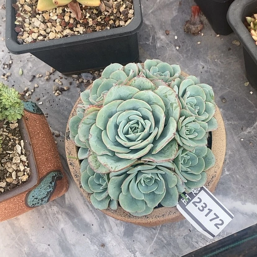 【闪购商品】奶油黄桃23172