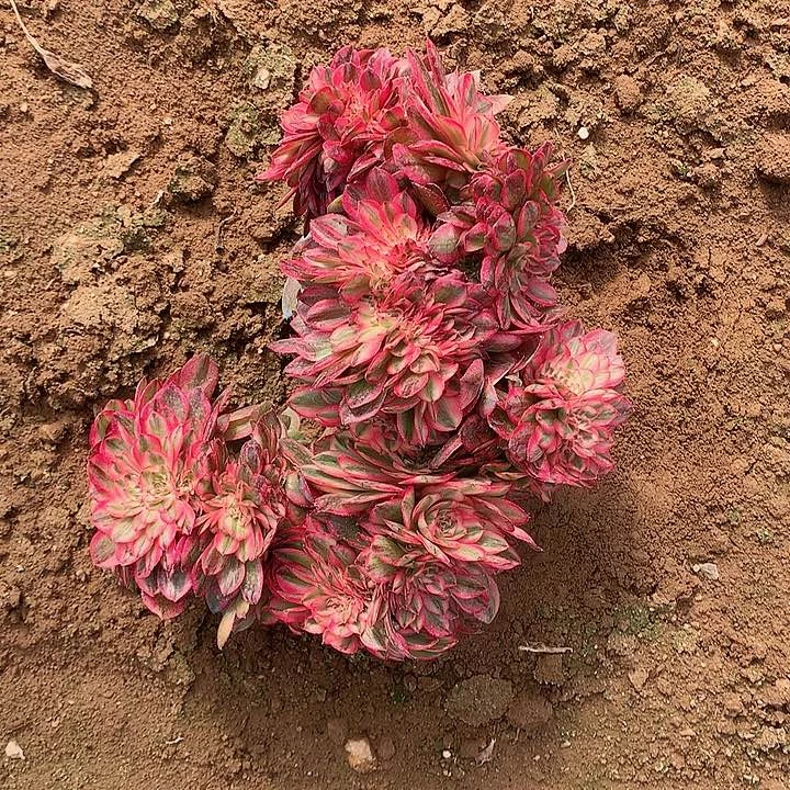 秋**喃荔枝缀化寄养秋天发货