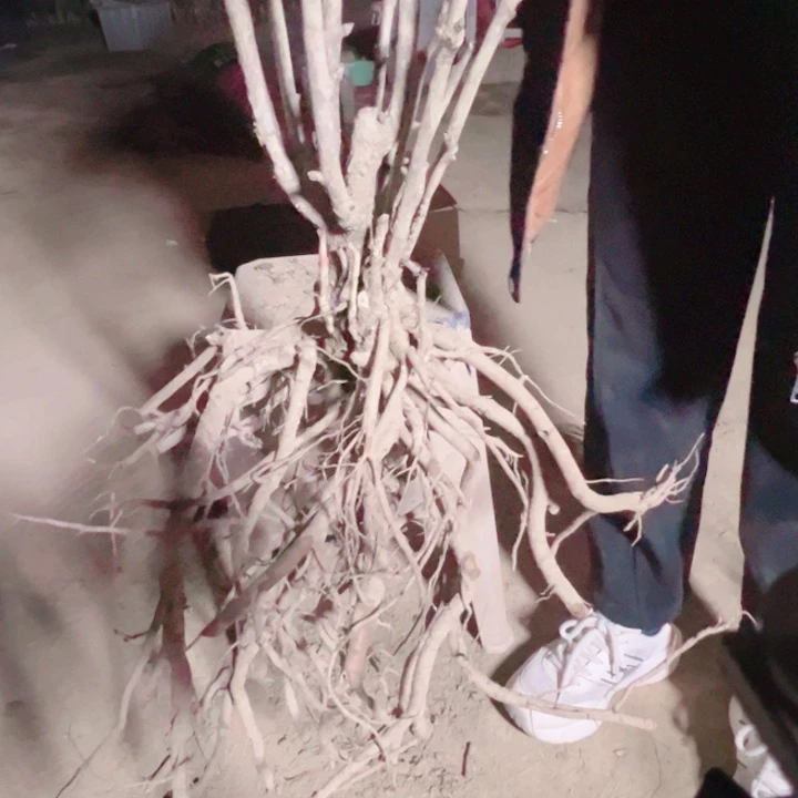当前无花栽培后可以开花飞檐凌空