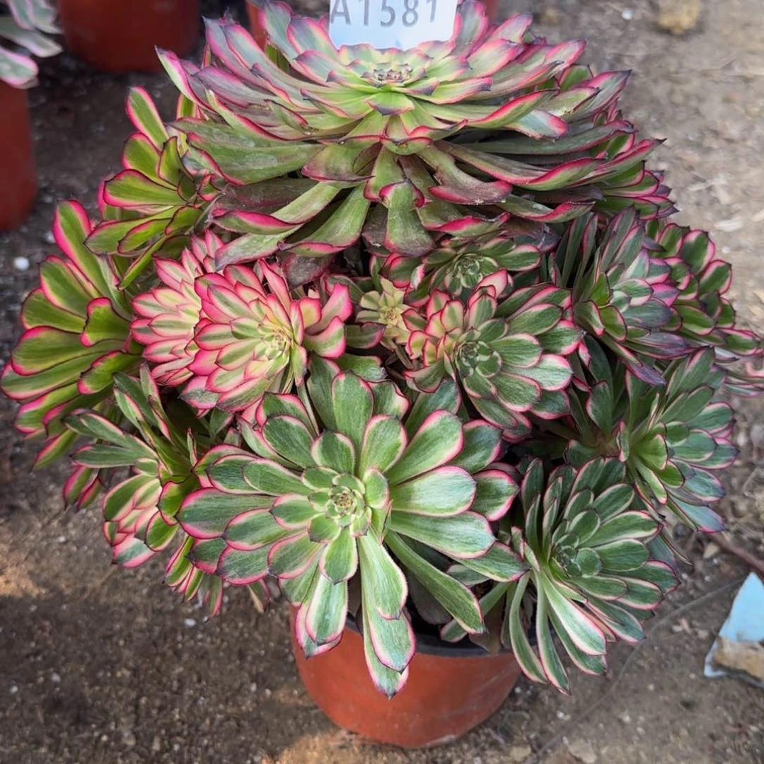 1581血姬多肉植物