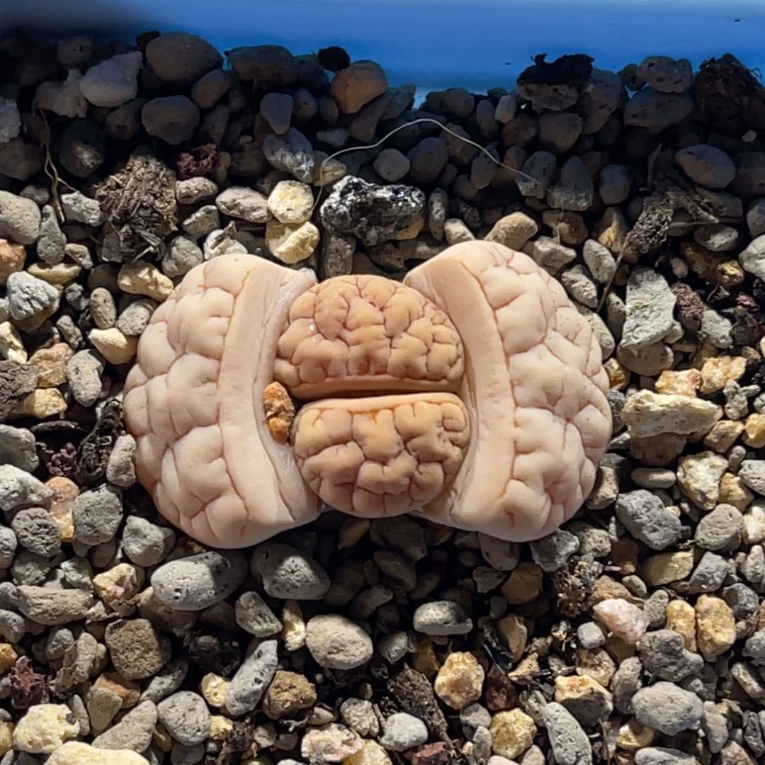 0911白底凹凸189尺寸3.1