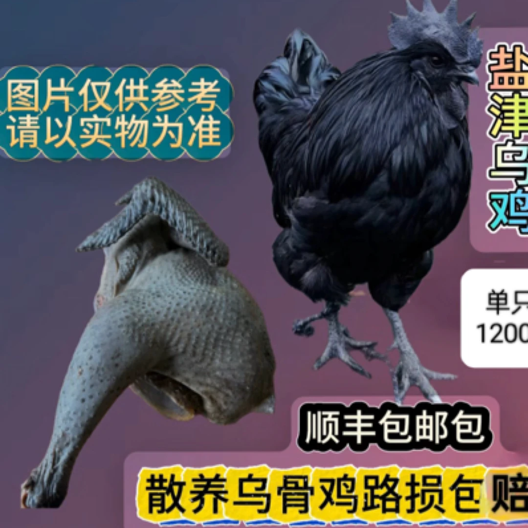 云南盐津散养黑凤乌骨鸡 （2斤/3斤）青年鸡生鲜 包冰率不含冰