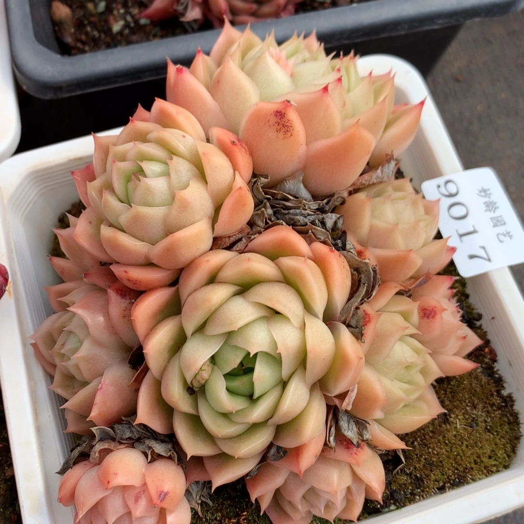 9017杂交多肉植物基地