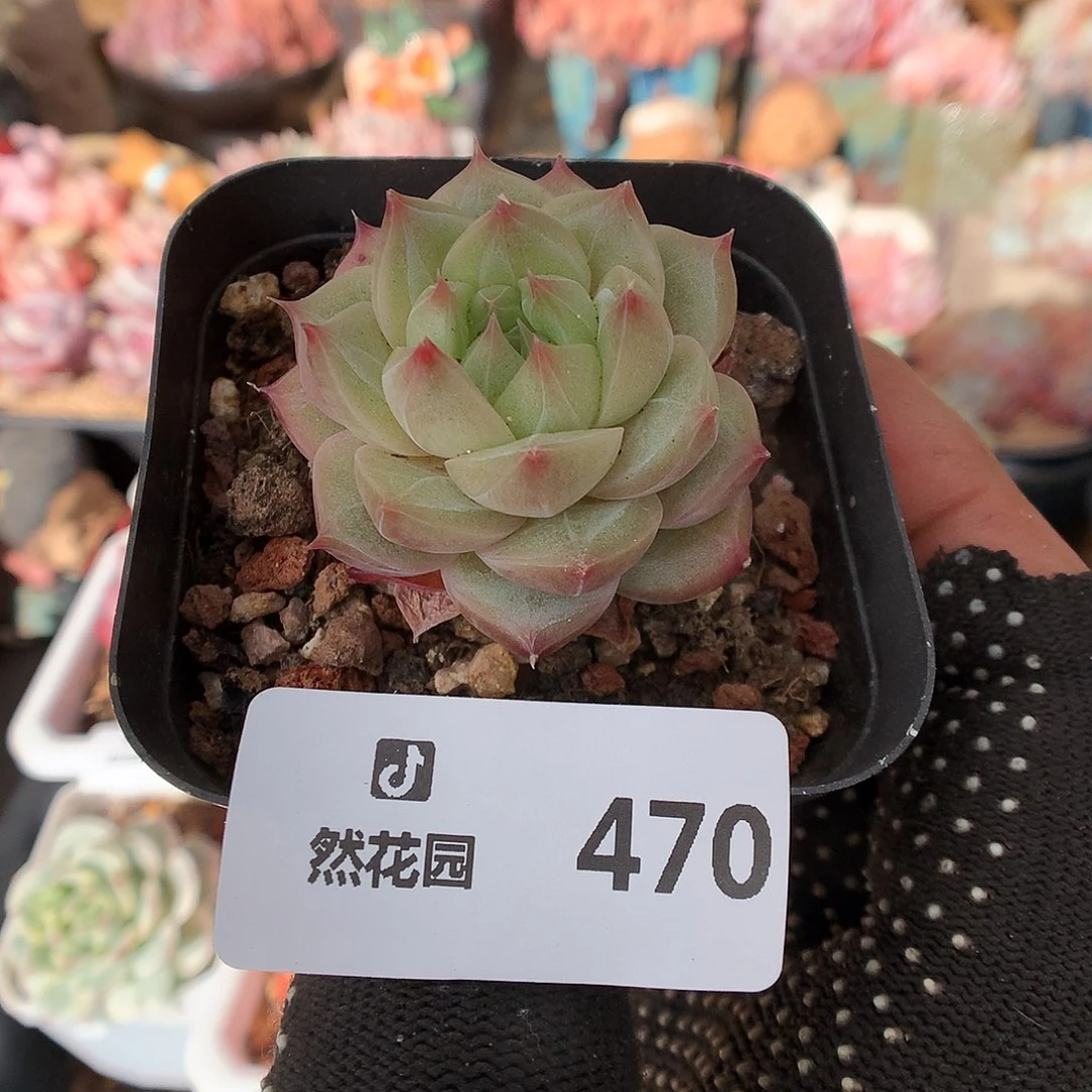 470珍妮多肉植物66666