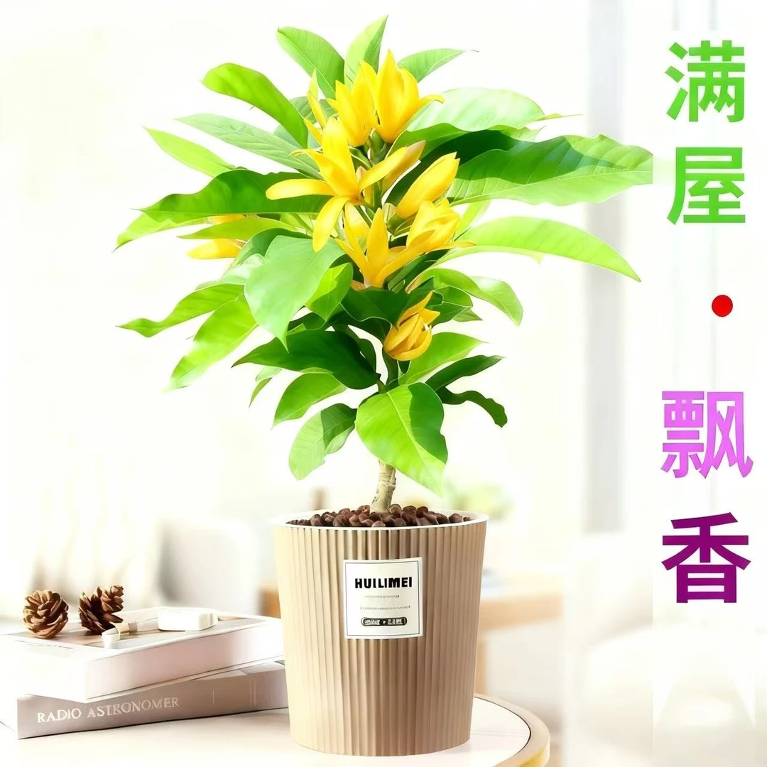 白兰花盆栽室内花卉玉兰花苗四季好养易活黄角兰树苗开花黄葛兰