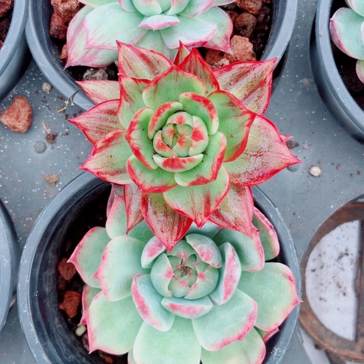 ⋆***屋惊鸿仙子多肉植物B20
