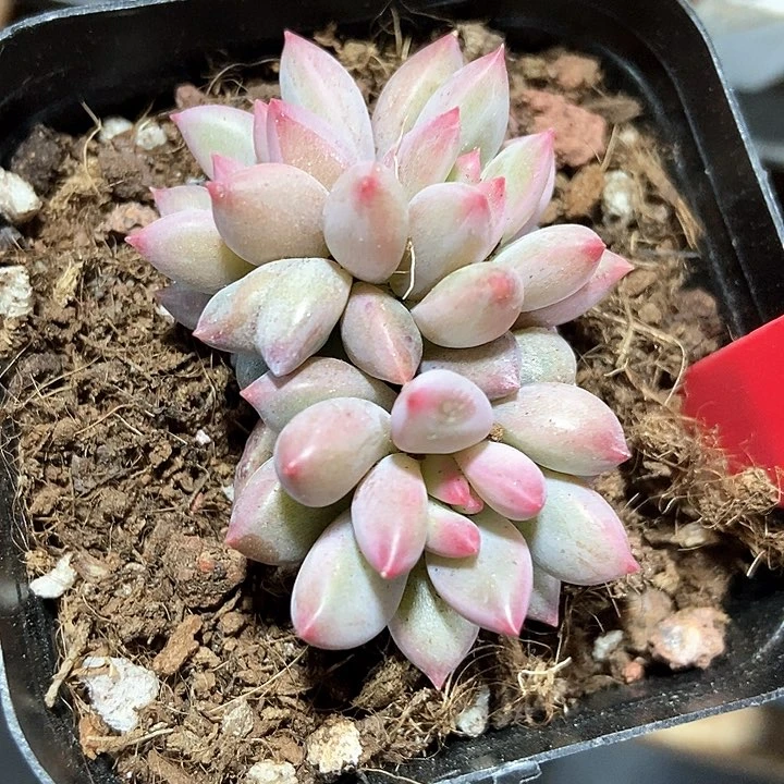 多肉植物虞美人699