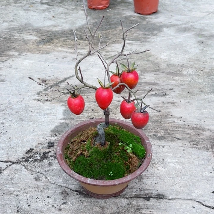 无花朵随*金弹子盆景树