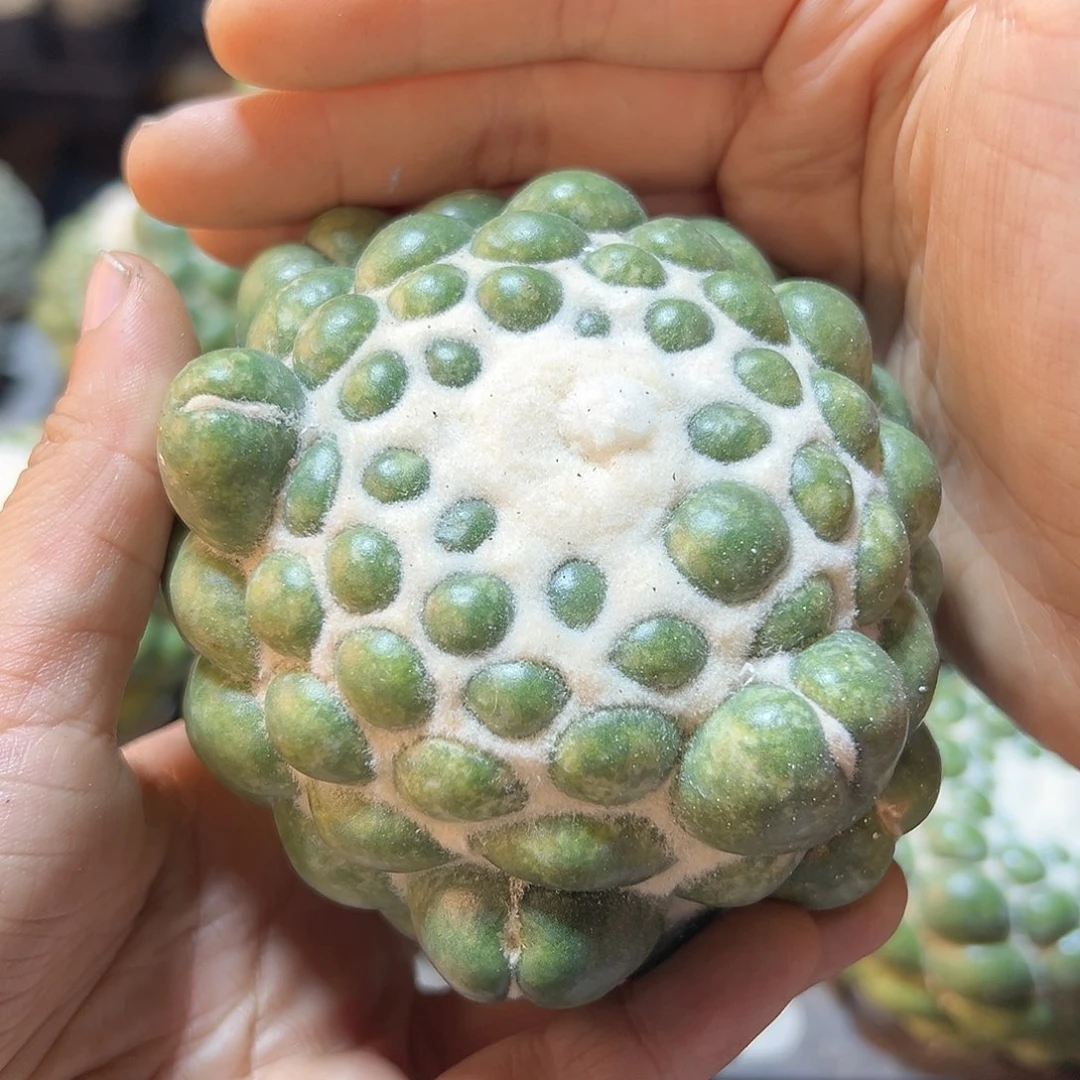 蜘蛛眼无根8公分