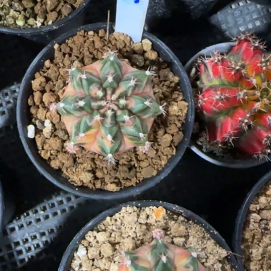 85-0121下播福利多肉