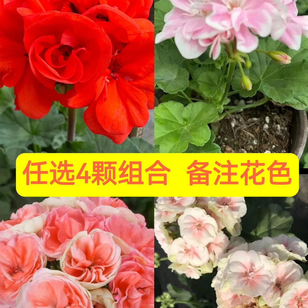 【4颗 任选组合，自己备注花色】4颗4个颜色天竺葵组合