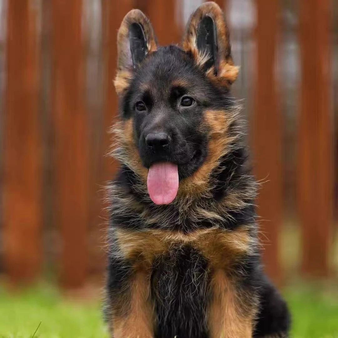 （牧丰德牧）T狗狗活体